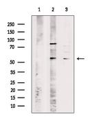 OR51I2 Polyclonal Antibody