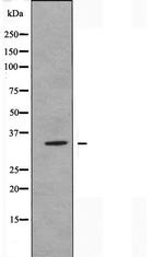 OR52A4 Antibody in Western Blot (WB)