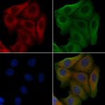 OR52D1 Antibody in Immunocytochemistry (ICC/IF)