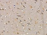OR52D1 Antibody in Immunohistochemistry (Paraffin) (IHC (P))