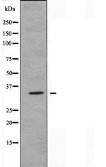 OR52E1 Antibody in Western Blot (WB)