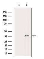OR52N4 Polyclonal Antibody