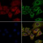 OR52W1 Antibody in Immunocytochemistry (ICC/IF)