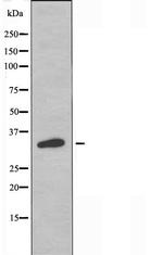 OR52W1 Antibody in Western Blot (WB)