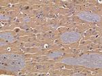OR5H15 Polyclonal Antibody