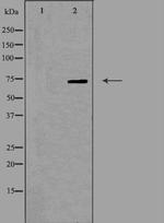 OLFML2A Polyclonal Antibody