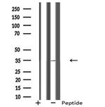 Rhodopsin Antibody in Western Blot (WB)