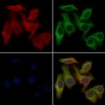OR10H2 Antibody in Immunocytochemistry (ICC/IF)