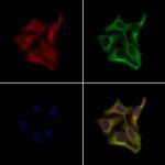 OR10H4 Antibody in Immunocytochemistry (ICC/IF)