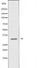 OR10T2 Antibody in Western Blot (WB)