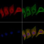 OR10V1 Polyclonal Antibody