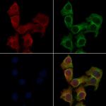 OR13F1 Polyclonal Antibody