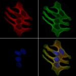 OR13G1 Polyclonal Antibody