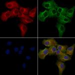 OR13H1 Polyclonal Antibody