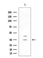 OR13H1 Antibody in Western Blot (WB)
