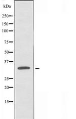 OR1B1 Antibody in Western Blot (WB)