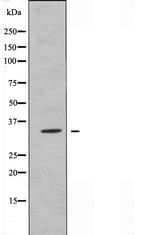 OR2A4/OR2A7 Antibody in Western Blot (WB)