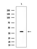 OR2A4/OR2A7 Polyclonal Antibody