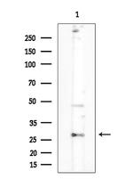 OR2D3 Antibody in Western Blot (WB)