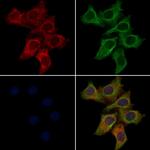 OR2G2 Polyclonal Antibody