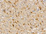OR4C6 Polyclonal Antibody
