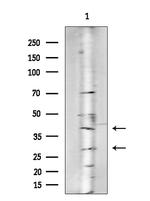 OR4C6 Antibody in Western Blot (WB)