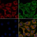 OR4C13 Polyclonal Antibody