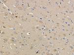 OR4D6 Antibody in Immunohistochemistry (Paraffin) (IHC (P))