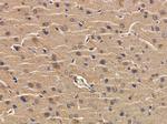 OR4F4 Antibody in Immunohistochemistry (Paraffin) (IHC (P))