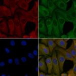 OR4K3 Polyclonal Antibody