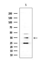 OR4K3 Antibody in Western Blot (WB)