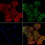 OR4P4 Polyclonal Antibody