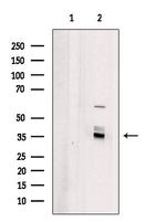 OR4X1 Polyclonal Antibody