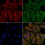OR51A2 Antibody in Immunocytochemistry (ICC/IF)