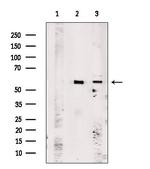 OR51A7 Antibody in Western Blot (WB)