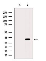 OR51D1 Antibody in Western Blot (WB)
