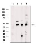 OR5A2 Polyclonal Antibody