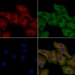 OR6A2 Antibody in Immunocytochemistry (ICC/IF)