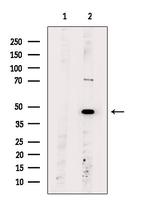 OR6A2 Antibody in Western Blot (WB)