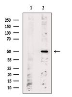 OR6C2 Polyclonal Antibody