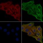 OR6C3 Polyclonal Antibody