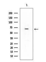 OR6Q1 Antibody in Western Blot (WB)