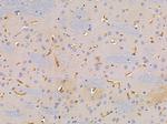 OR6S1 Antibody in Immunohistochemistry (Paraffin) (IHC (P))