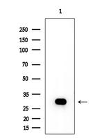 OR4K14 Antibody in Western Blot (WB)