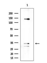 OR4K14 Antibody in Western Blot (WB)