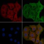 OR8G1 Polyclonal Antibody