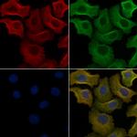 OR8G5 Antibody in Immunocytochemistry (ICC/IF)