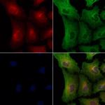 OR8G5 Polyclonal Antibody