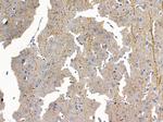OR8S1 Polyclonal Antibody