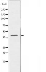 OR8S1 Antibody in Western Blot (WB)